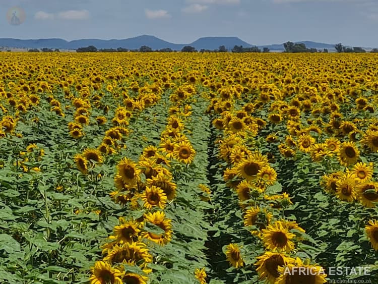 2 139 ha Farm for Sale – Bloemfontein Rural