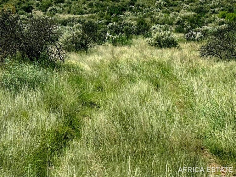 2 425 HA LIVESTOCK AND GAME FARM WITH ESTABLISHED PECAN ORCHARD GRIEKWASTAD