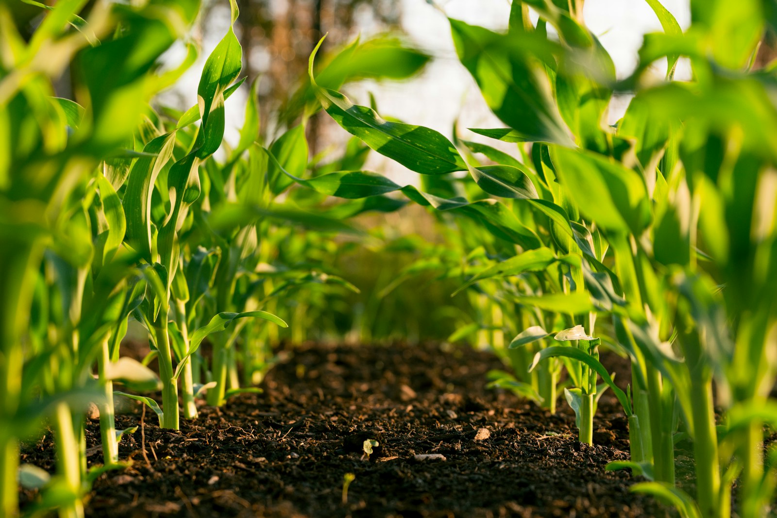 Investing in Irrigation: The Rise of High-Value Agricultural Land in South Africa