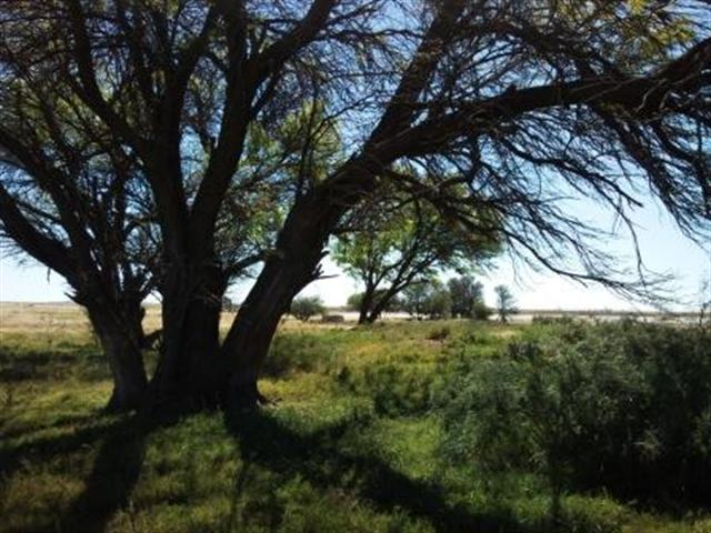 LIVESTOCK AND ENORMOUS POTENTIAL IRRIGATION FARM  photo 2
