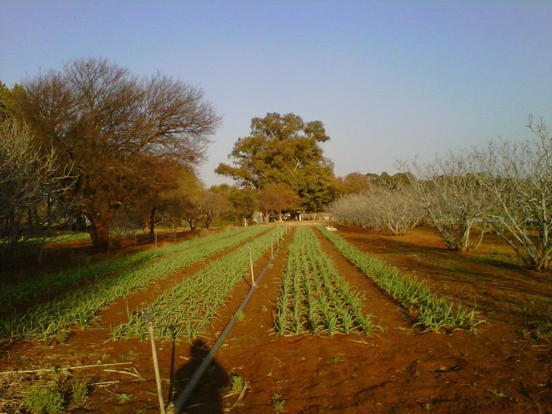 10 HA  SMALLHOLDING WITH STRONG WATER photo 5