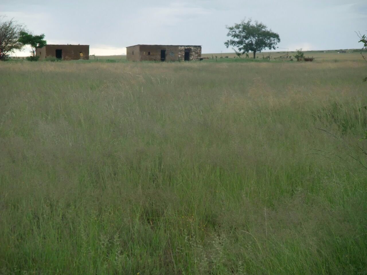 KAALSPRUIT GRAZING AND IRRIGATION FARM photo 4