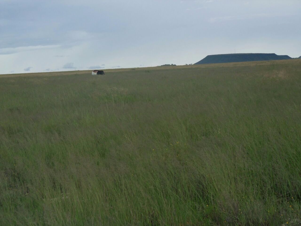 KAALSPRUIT GRAZING AND IRRIGATION FARM photo 3