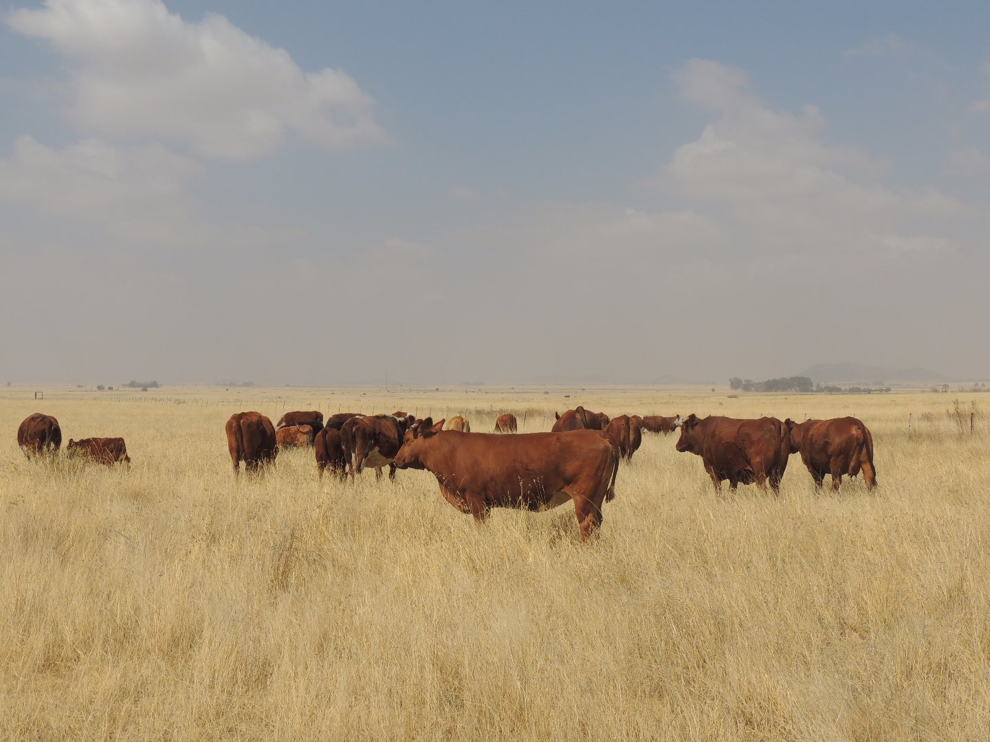 KAALSPRUIT GRAZING AND IRRIGATION FARM photo 5