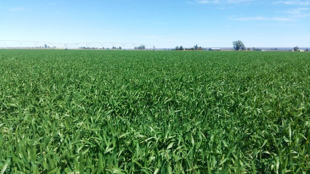TOP IRRIGATION LAND photo 5