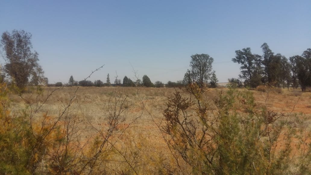 PIG AND VEGETABLE FARM 8 KM FROM TOWN photo 4