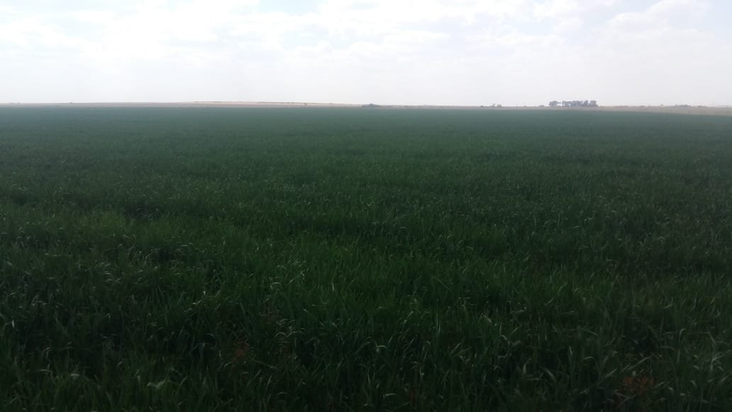 GLEN - MODDER RIVER IRRIGATION LAND photo 4