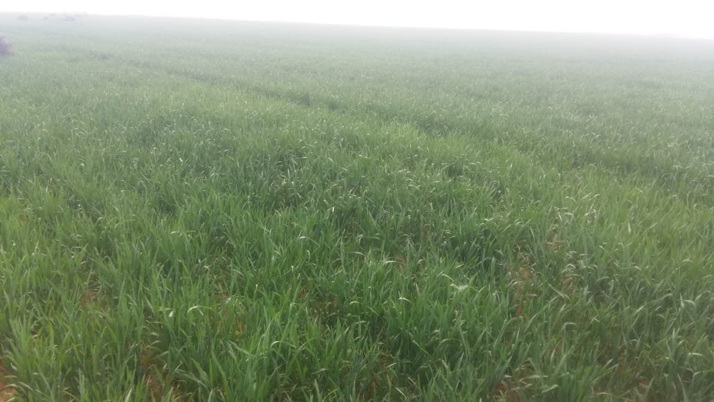 GLEN - MODDER RIVER IRRIGATION LAND photo 5