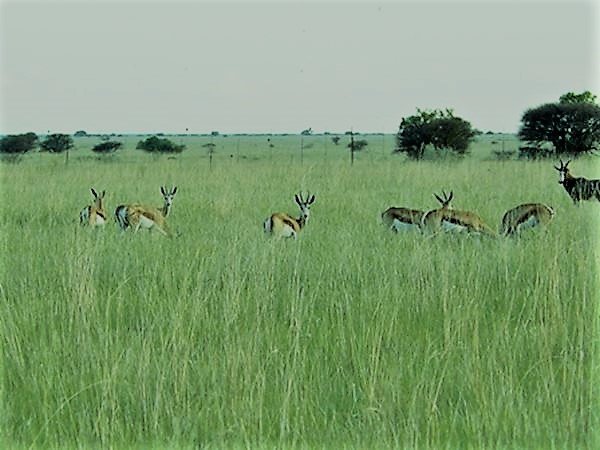 BEAUTIFUL FARM WITH CAMEL THORN, SPIKE-FLOWERED WHITE THORN AND SWEET-THORN TREES photo 4