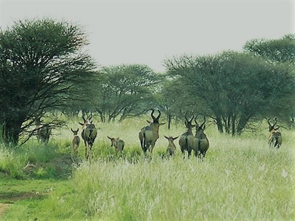 BEAUTIFUL FARM WITH CAMEL THORN, SPIKE-FLOWERED WHITE THORN AND SWEET-THORN TREES photo 3