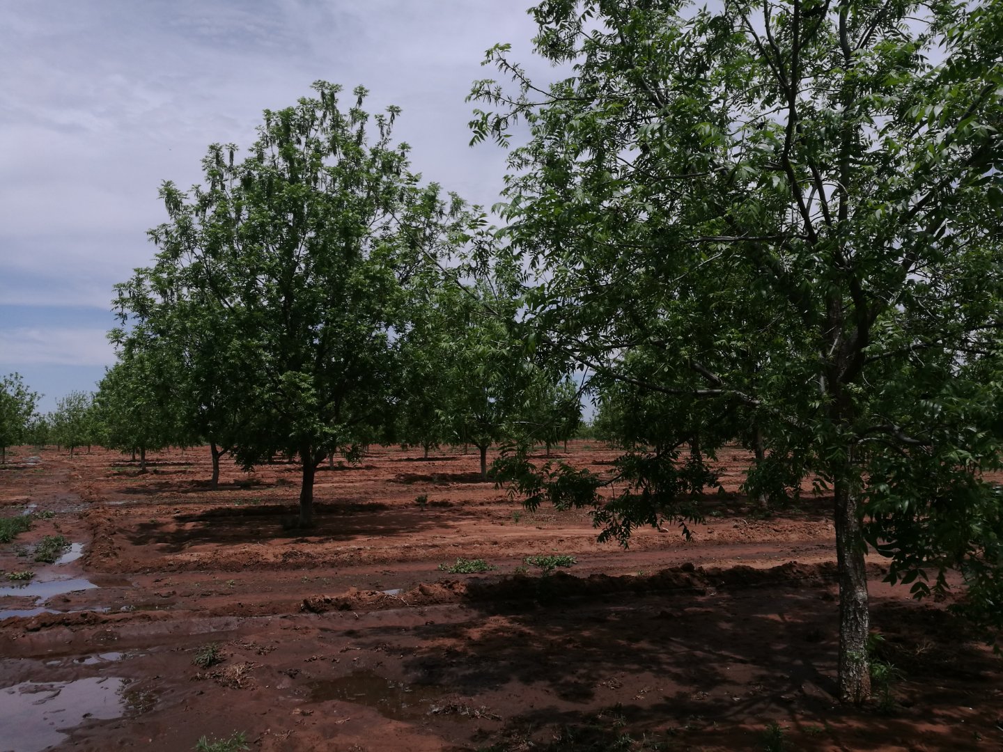 PERFECT FOR PRODUCING THE HIGHEST QUALITY PECAN NUTS IN FULL PRODUCTION photo 5