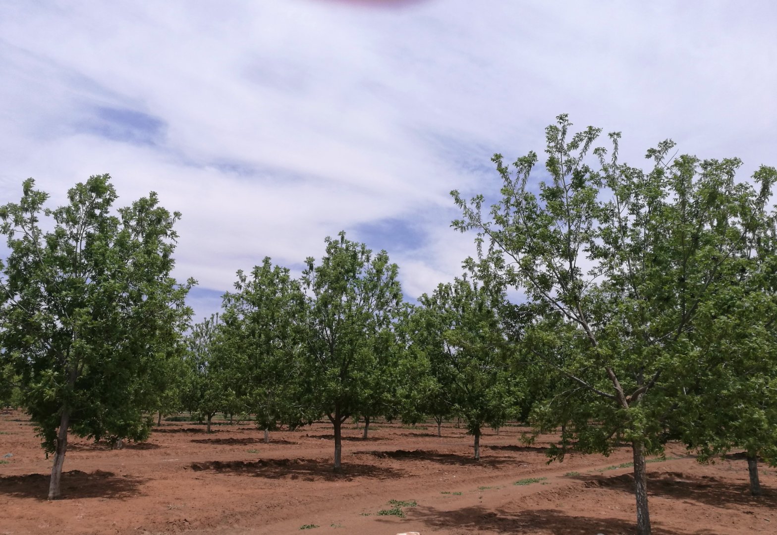 PERFECT FOR PRODUCING THE HIGHEST QUALITY PECAN NUTS IN FULL PRODUCTION photo 4