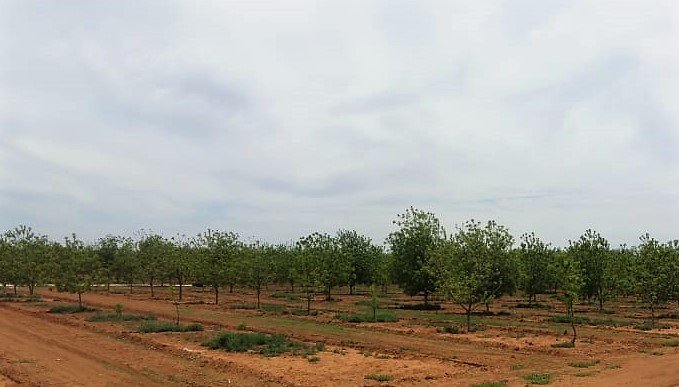 PERFECT FOR PRODUCING THE HIGHEST QUALITY PECAN NUTS IN FULL PRODUCTION photo 2