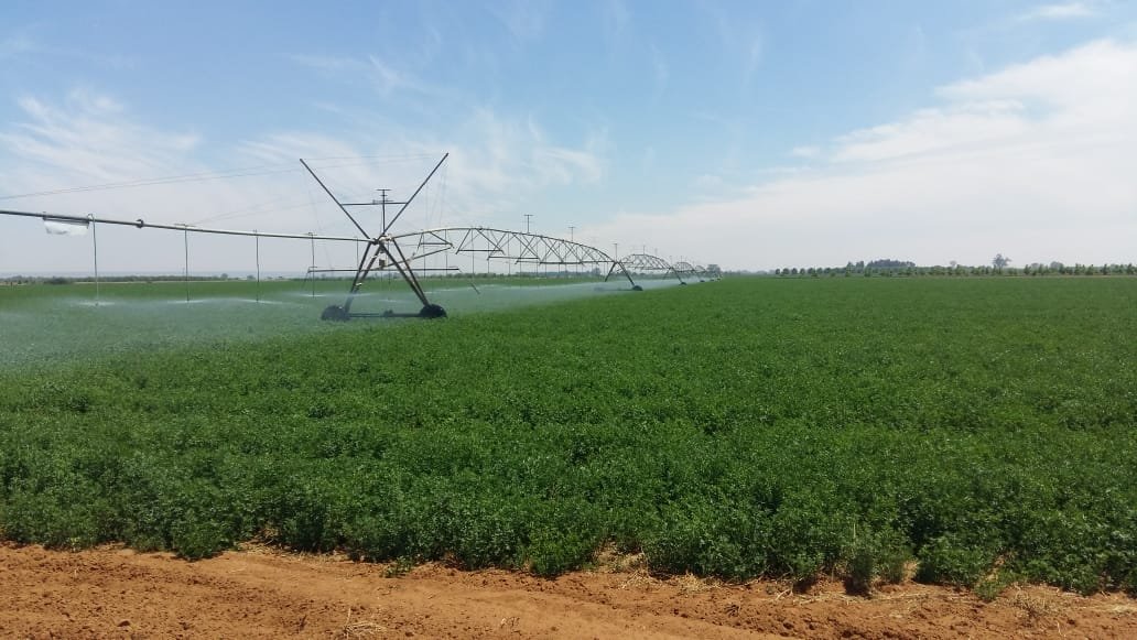 45 HA IRRIGATION AND 12.2 HA PECAN TREES photo 5