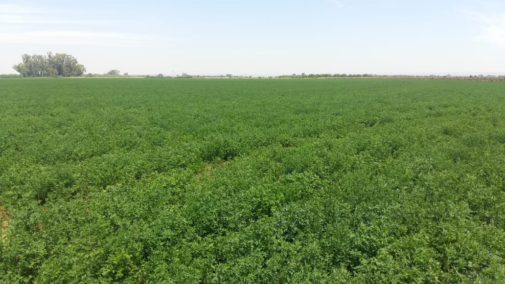 45 HA IRRIGATION AND 12.2 HA PECAN TREES photo 4