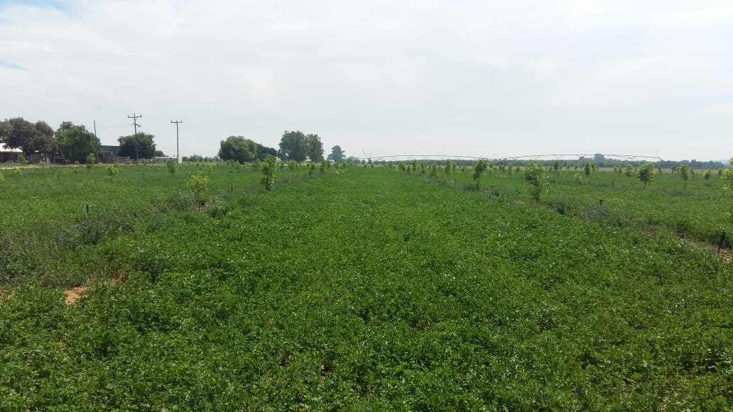 10 HA PECAN NUT AND 42 HA LUCERNE FARM  photo 2