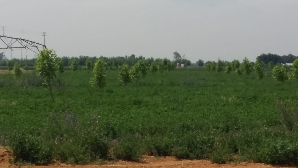 10 HA PECAN NUT AND 42 HA LUCERNE FARM  photo 3