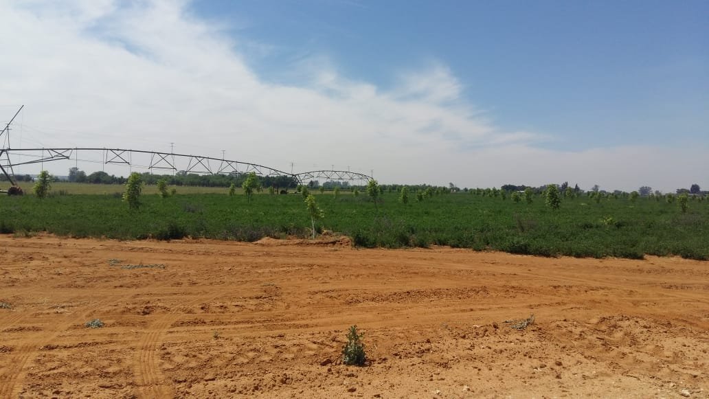 10 HA PECAN NUT AND 42 HA LUCERNE FARM  photo 5