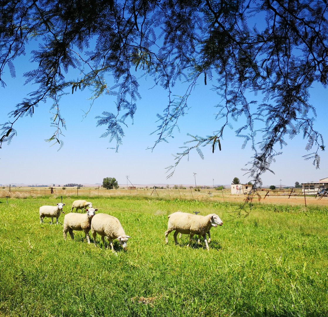 VERY NEAT AND WATER RICH  LIFESTYLE FARM WITH 156 PECAN TREES photo 2
