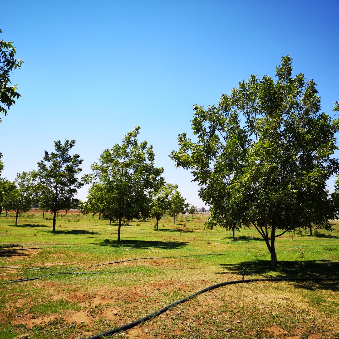 VERY NEAT AND WATER RICH  LIFESTYLE FARM WITH 156 PECAN TREES photo 4