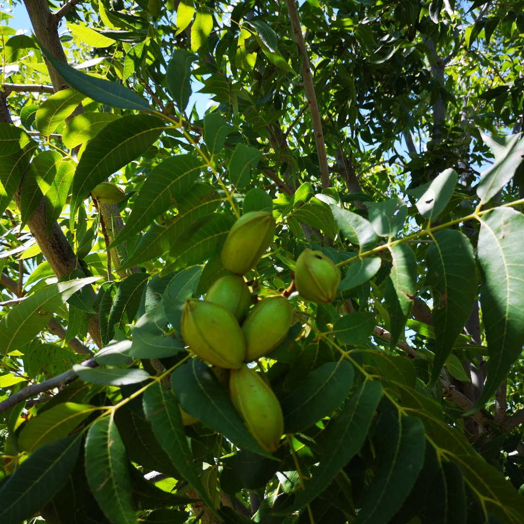 VERY NEAT AND WATER RICH  LIFESTYLE FARM WITH 156 PECAN TREES photo 5