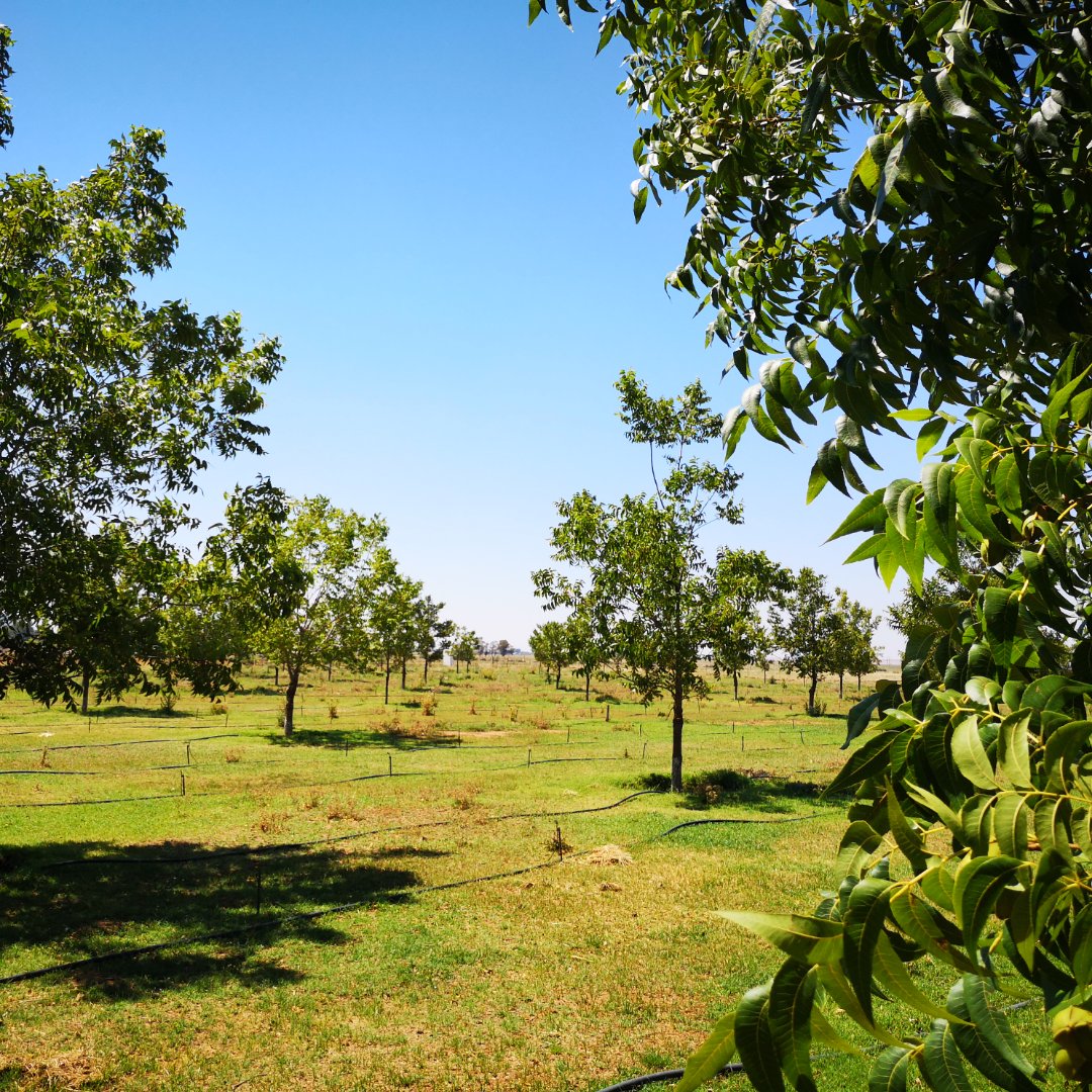 VERY NEAT AND WATER RICH  LIFESTYLE FARM WITH 156 PECAN TREES photo 3