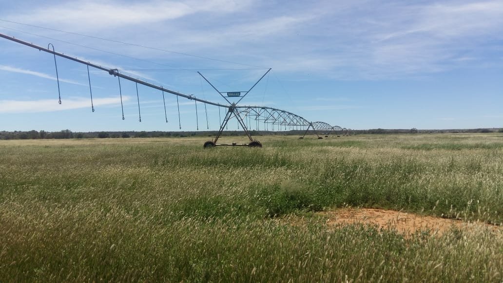 111 Ha waterrights with 70 ha Lucerne and 90 ha pivot infrastructure. photo 3