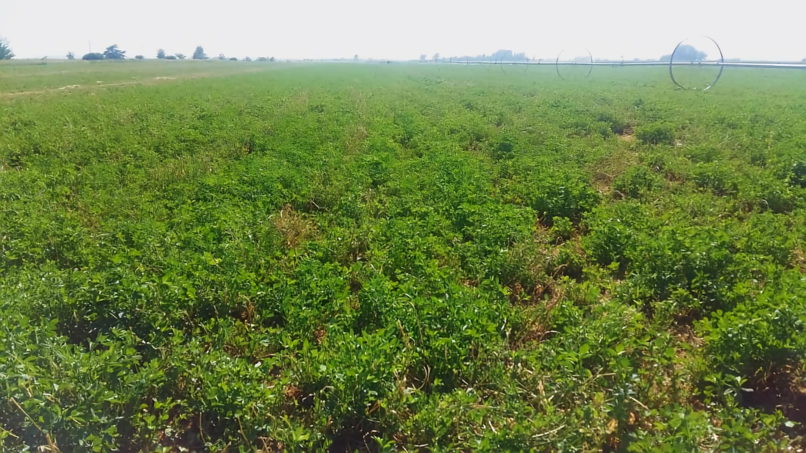 Dairy and vegetable farm with  30 ha registered water photo 5