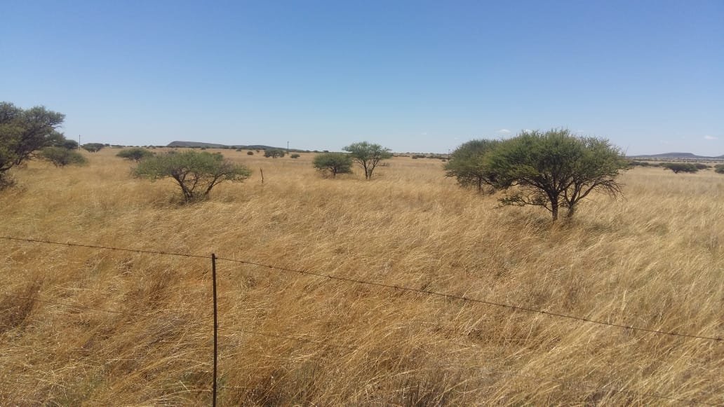1254 ha game and cattle farm situated 20 km from kimberley photo 4