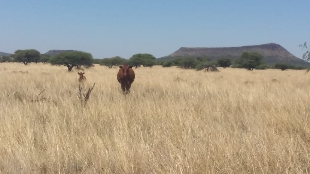 1254 ha game and cattle farm situated 20 km from kimberley photo 3
