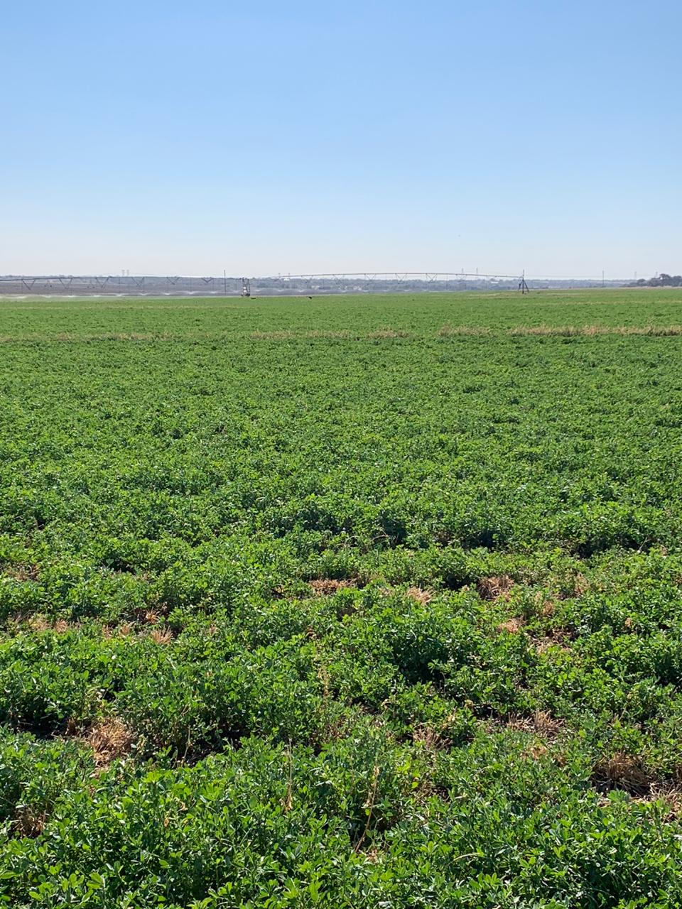 Irrigation Farm Douglas photo 5
