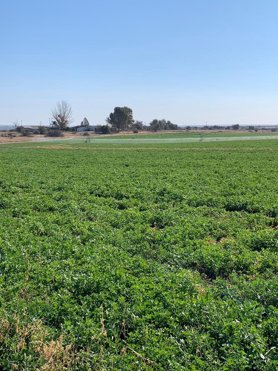 Irrigation Farm Douglas photo 3