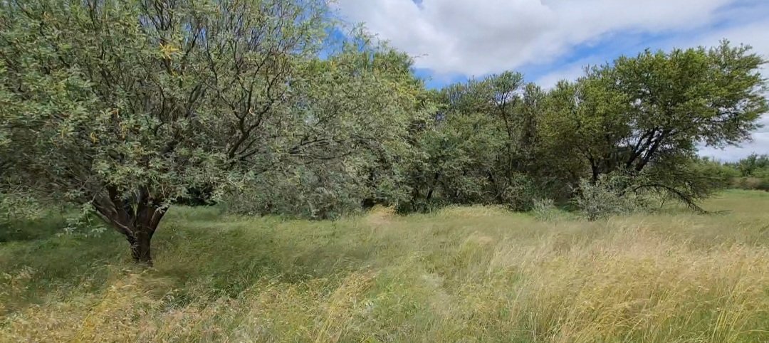  Incredibly well looked after Grazing land photo 2