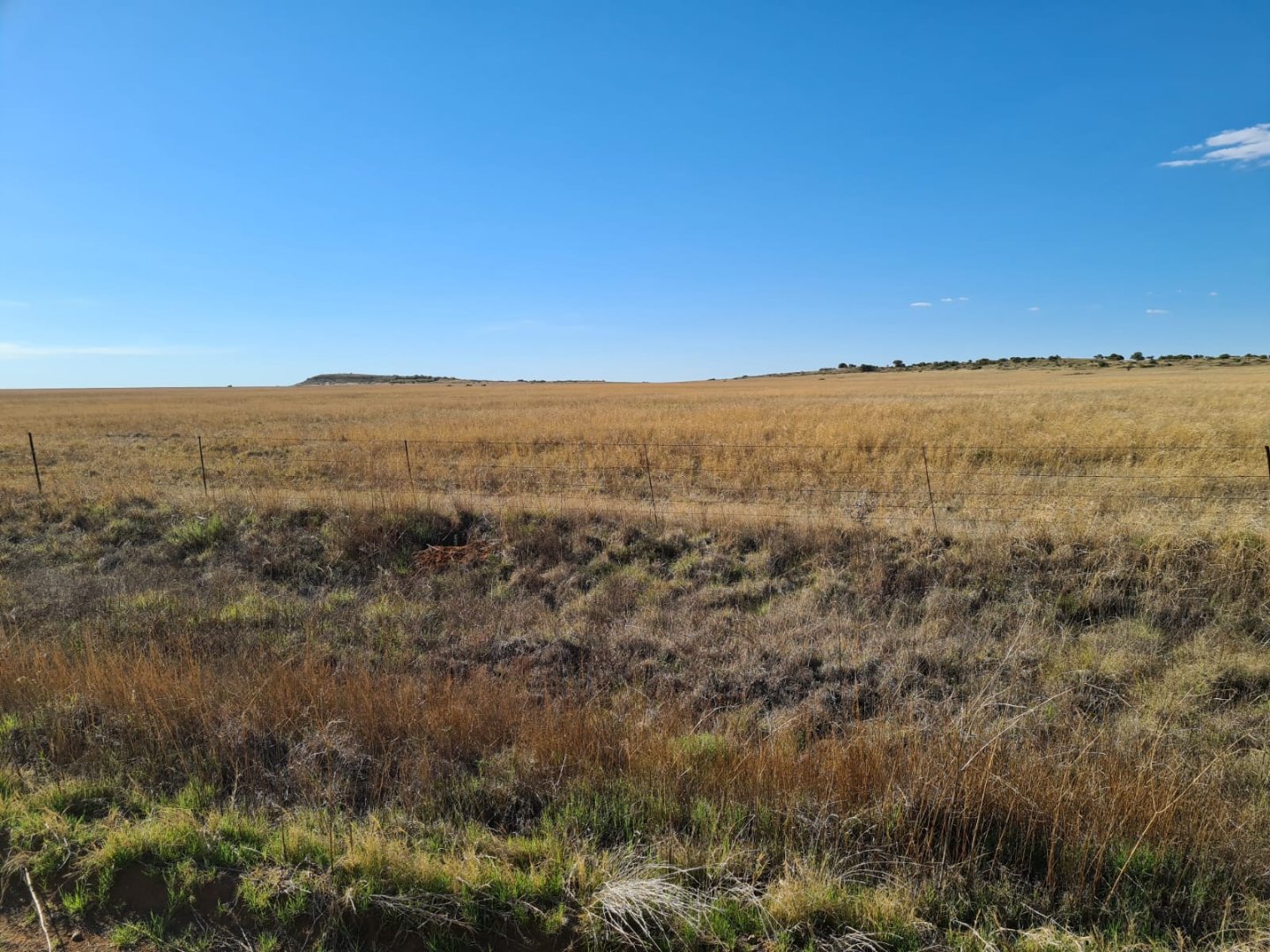 TIP TOP CATTLE FARM WITH A MAT OF GRAZING photo 2