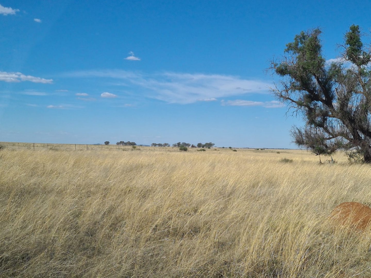 TIP TOP CATTLE FARM WITH A MAT OF GRAZING photo 3