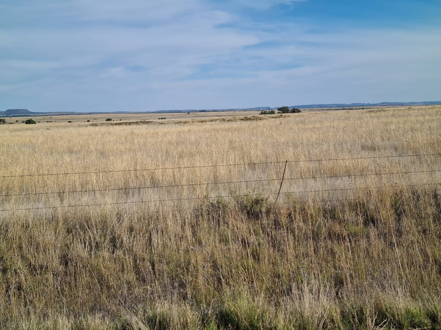 TIP TOP CATTLE FARM WITH A MAT OF GRAZING