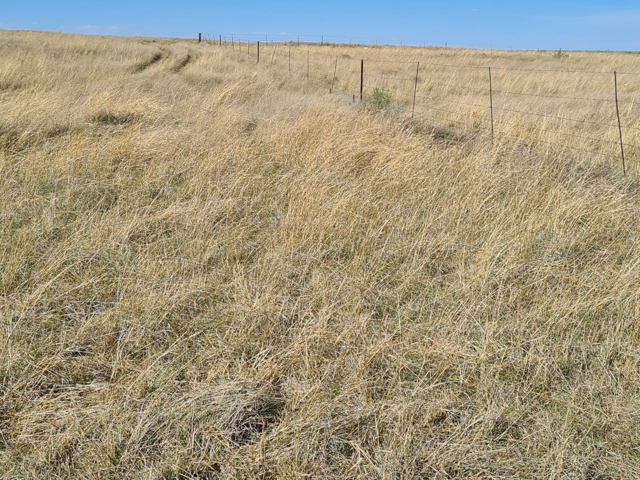 TIP TOP CATTLE FARM WITH A MAT OF GRAZING photo 5