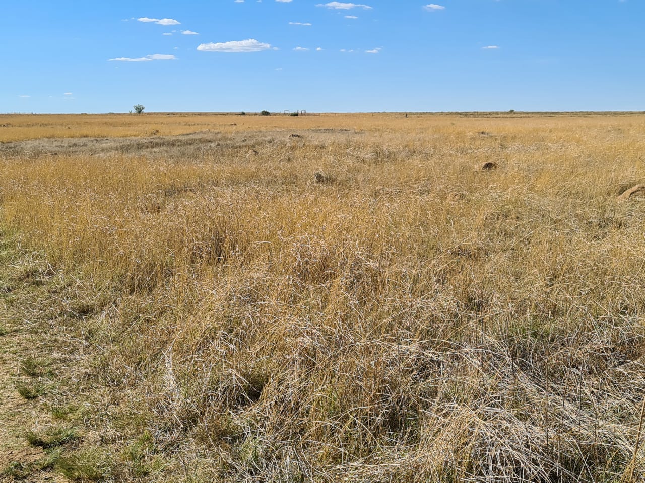 TIP TOP CATTLE FARM WITH A MAT OF GRAZING photo 4