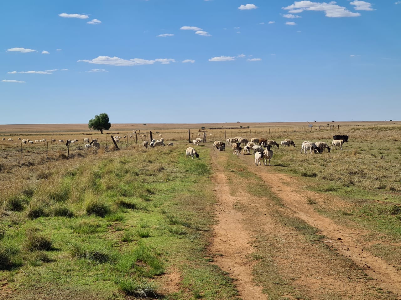 EXCELLENT CATTLE FARM WITH 10 HA IRRIGATION