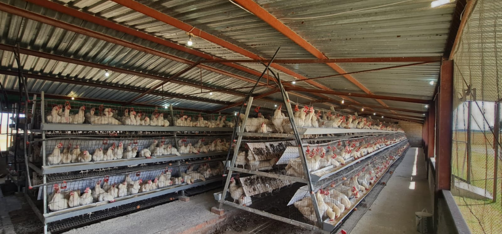 PROFITABLE POULTRY FARM.  A FANTASTIC BUY WITH EXPANDING POTENTIAL  photo 4
