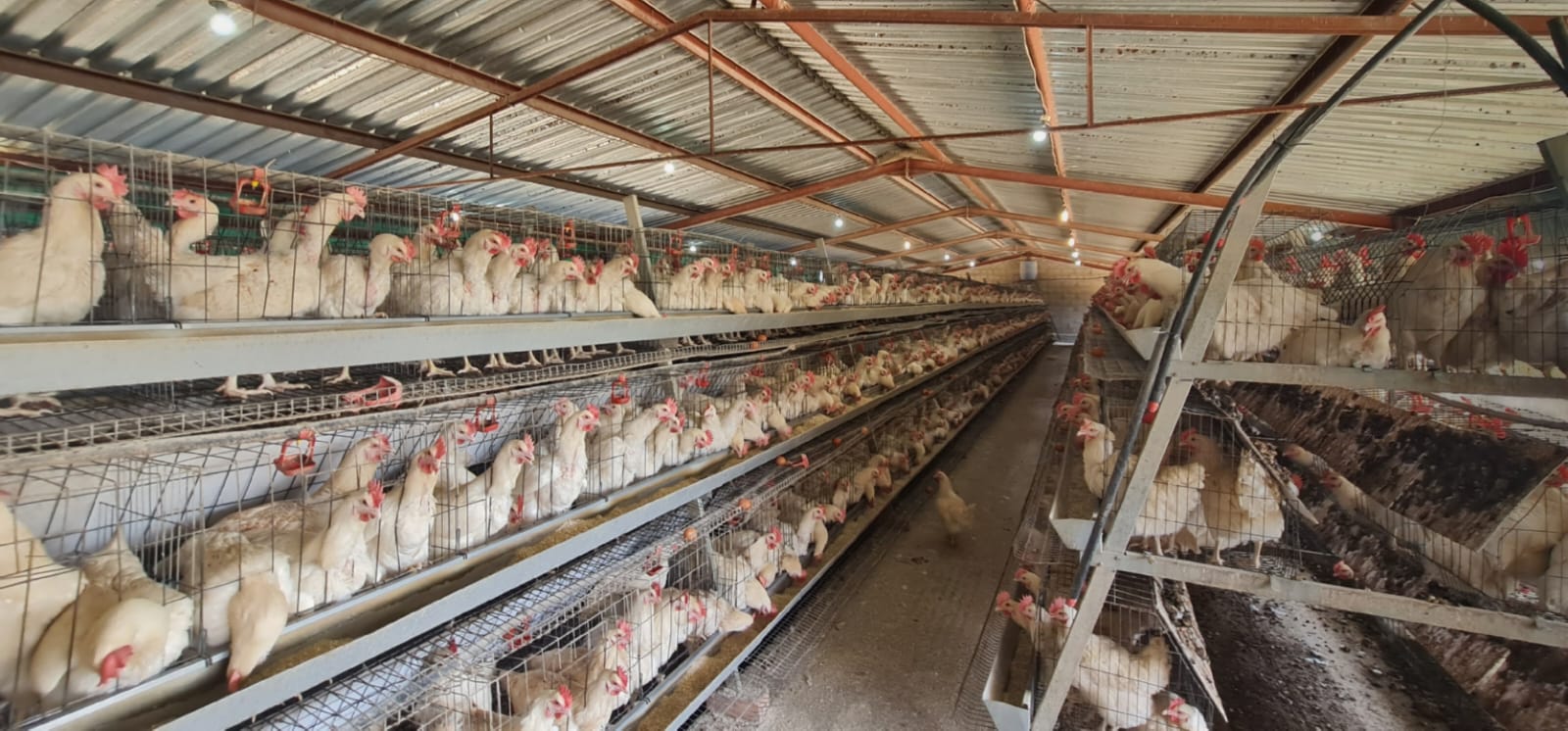 PROFITABLE POULTRY FARM.  A FANTASTIC BUY WITH EXPANDING POTENTIAL  photo 3