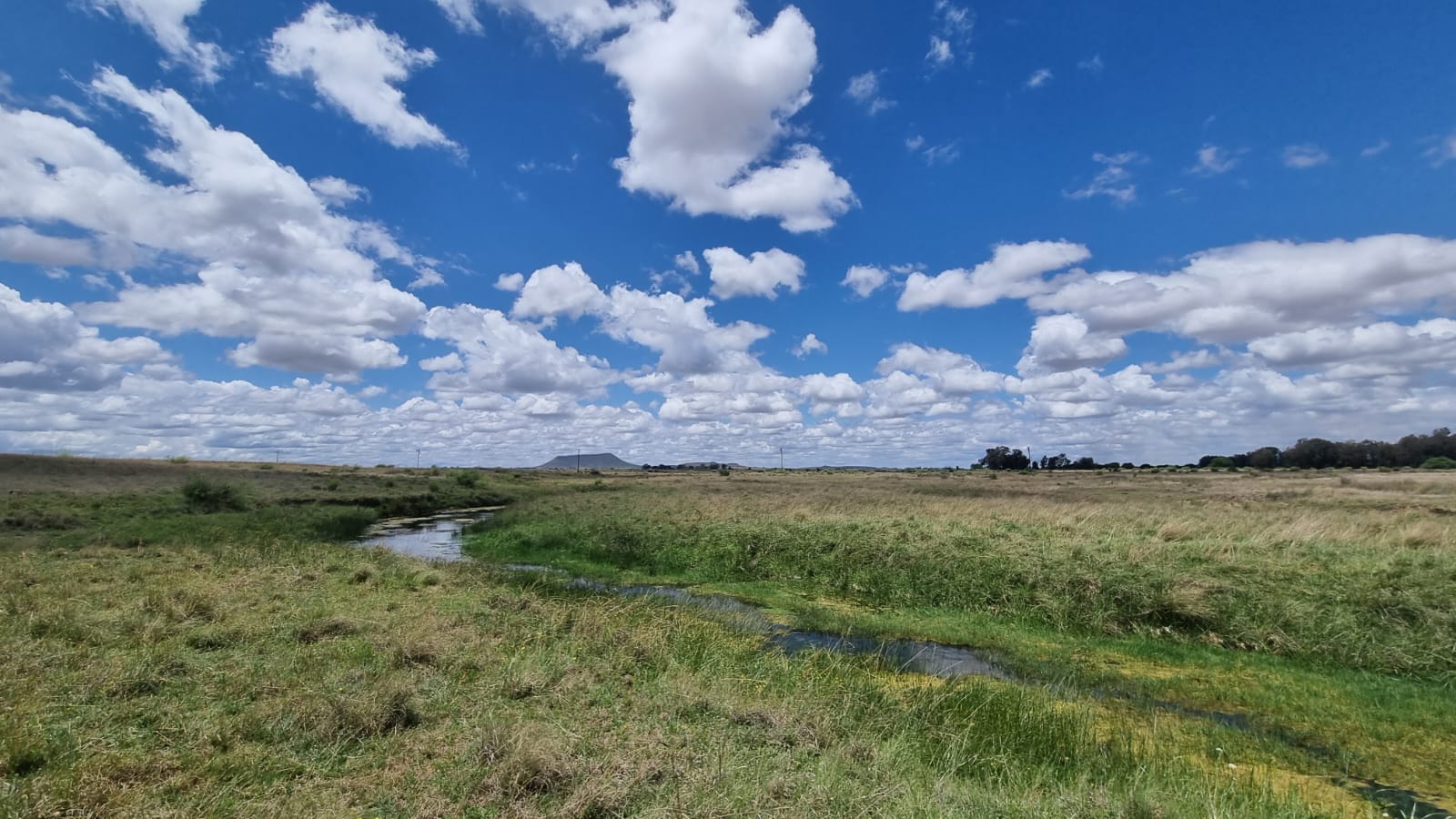 CATTLE AND CROP FARM NEAR BLOEMFONTEIN  photo 5