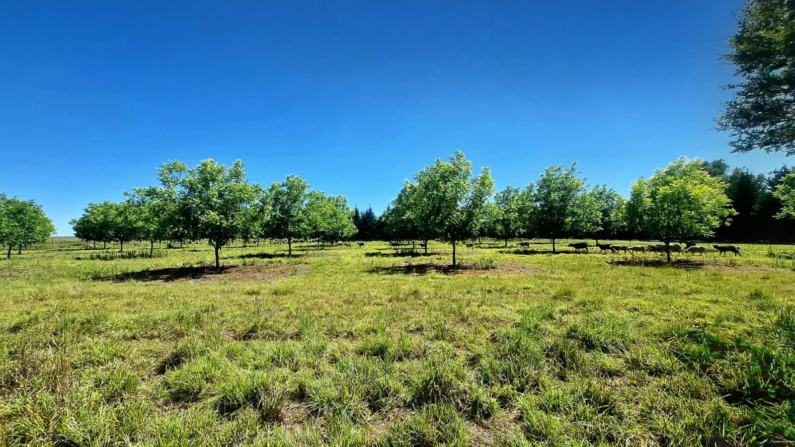 ESTABLISHED PECAN NUT FARM. BIG RETURNS photo 4