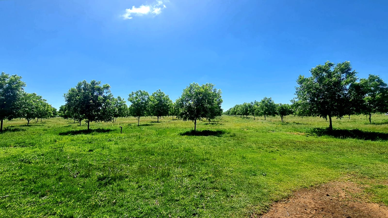 ESTABLISHED PECAN NUT FARM. BIG RETURNS photo 5