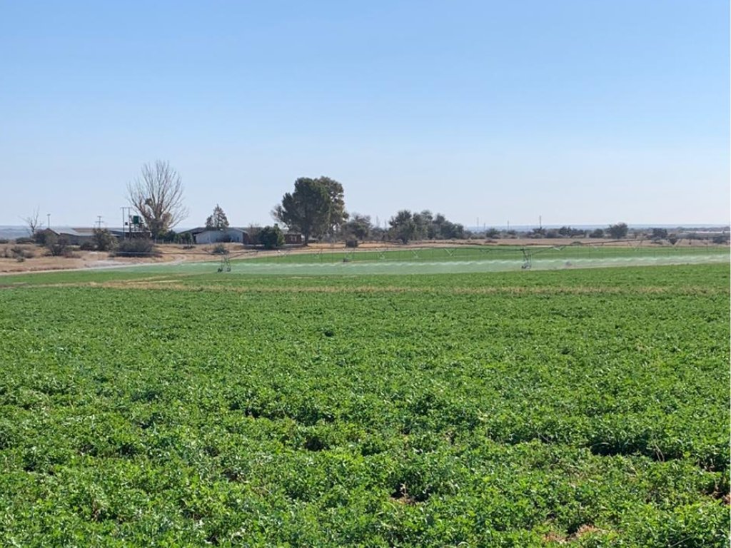 299.4 HA AGRICULTURAL FARM WITH 188 HA  IRRIGATION ON THE VAAL RIVER, NORTHERN CAPE photo 4