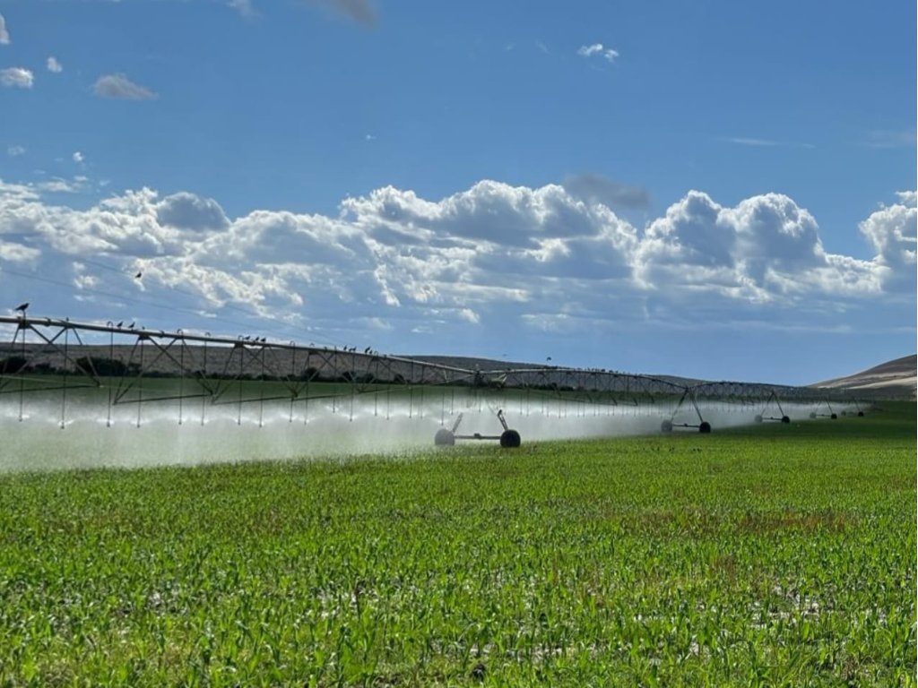 299.4 HA AGRICULTURAL FARM WITH 188 HA  IRRIGATION ON THE VAAL RIVER, NORTHERN CAPE photo 2