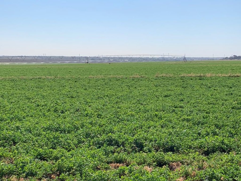 299.4 HA AGRICULTURAL FARM WITH 188 HA  IRRIGATION ON THE VAAL RIVER, NORTHERN CAPE photo 5