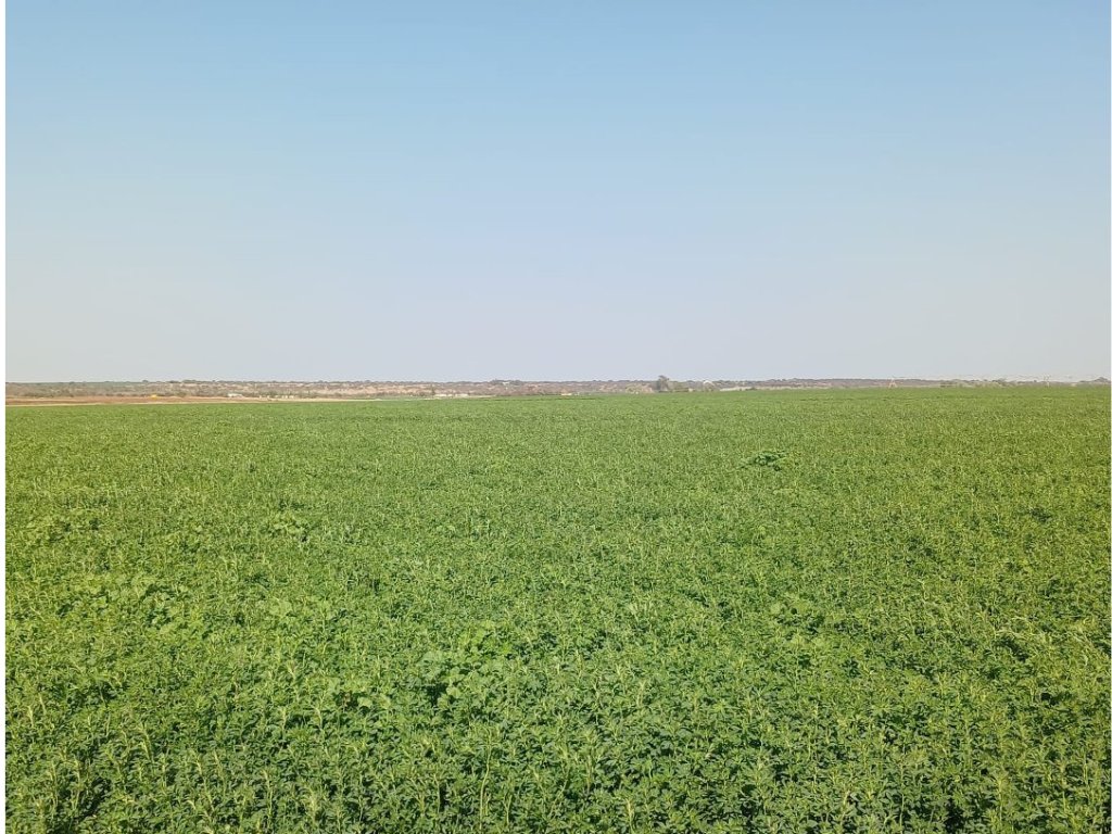 299.4 HA AGRICULTURAL FARM WITH 188 HA  IRRIGATION ON THE VAAL RIVER, NORTHERN CAPE photo 3
