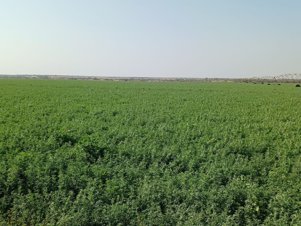 87 HA IRRIGATION FARM WITH LUCERNE – LOCATED ON THE VAAL RIVER photo 4
