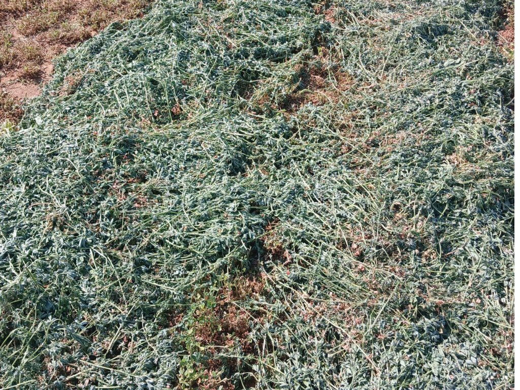 87 HA IRRIGATION FARM WITH LUCERNE – LOCATED ON THE VAAL RIVER photo 5